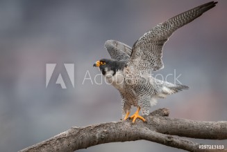 Εικόνα της Peregrine Falcon 